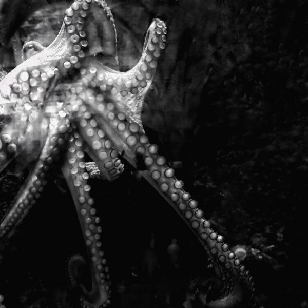 Black and white photo of octopus tentacles against a black background