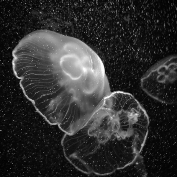 Black and white photo of several jellyfish floating among a dark background