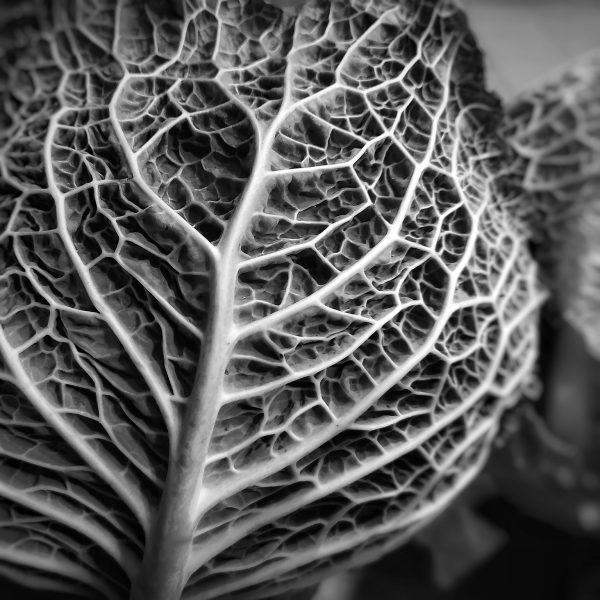 Close up of branching veins on the underside of a lettuce leaf