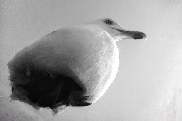 A seagull sits motionless, wings tucked away, close up in the air above, looking down