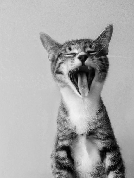 Black and white, a tabby kitten, big ears, yawning wide, so much sleeping to do.